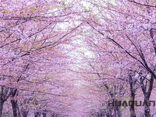 1000kw華全玉柴靜音發(fā)電機(jī)組欣賞櫻花