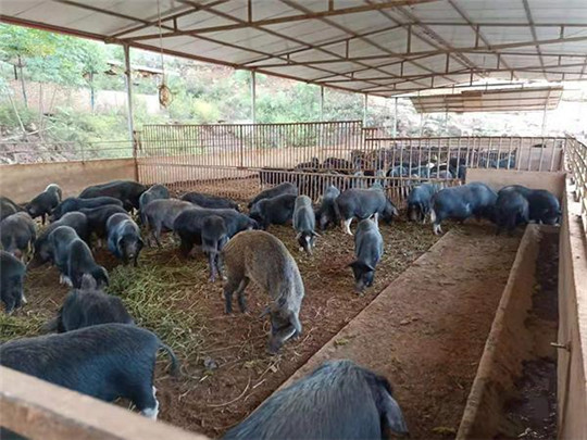 華全發(fā)電機(jī)組為養(yǎng)殖場用戶提供電力支持