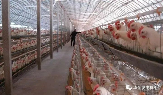 華全燃?xì)獍l(fā)電機(jī)組深受畜牧養(yǎng)殖業(yè)喜愛，竟是因?yàn)檫@！
