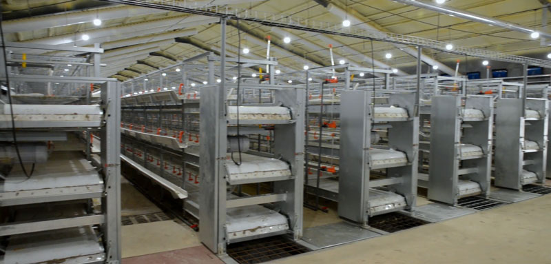 華全官網(wǎng)丨保供電，守安全！華全1000千瓦發(fā)電機(jī)組助力養(yǎng)殖企業(yè)高質(zhì)量發(fā)展